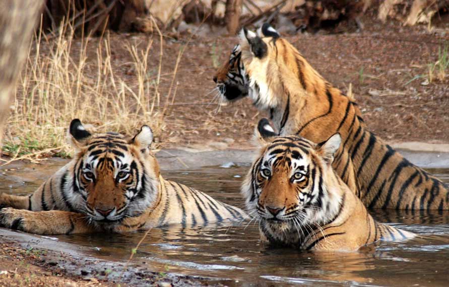 Golden Triangle Tour with Tiger - Ranthambhore